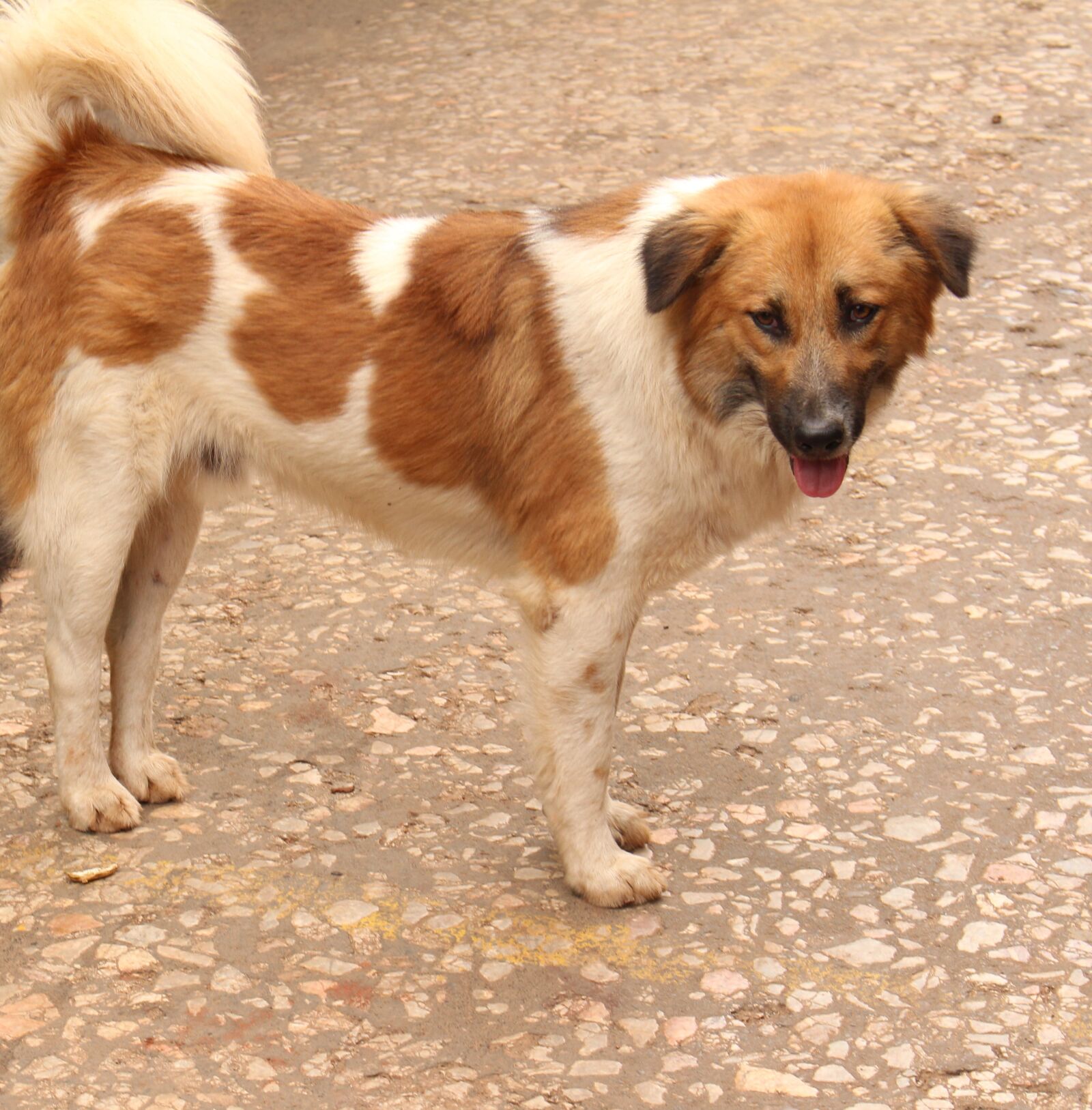 Canon EOS 700D (EOS Rebel T5i / EOS Kiss X7i) sample photo. Dog, animal, puppy photography