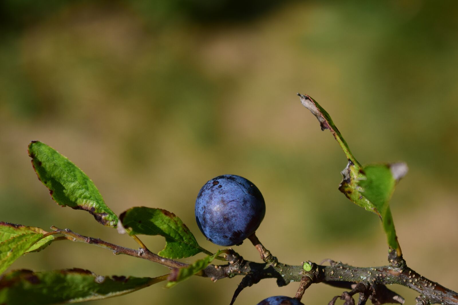 Nikon D3300 sample photo. Blackthorn, prunus spinosa, schlehendorn photography
