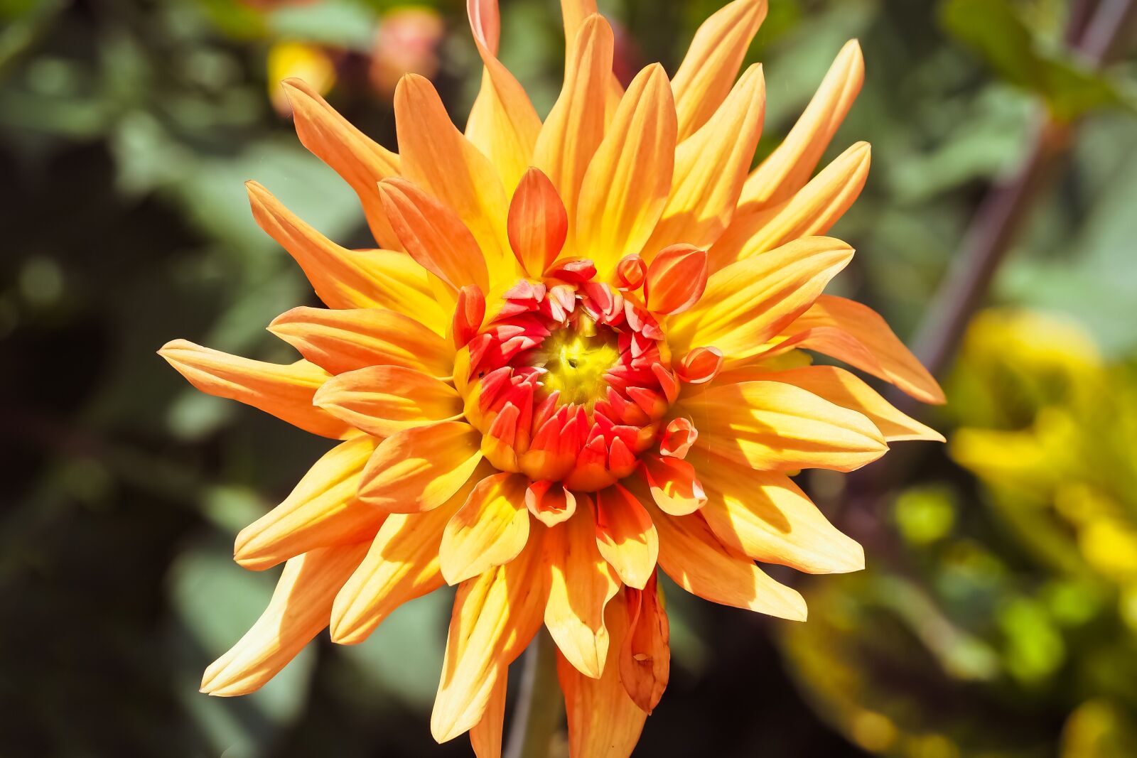 Olympus OM-D E-M10 sample photo. Dahlia, flower, blossom photography