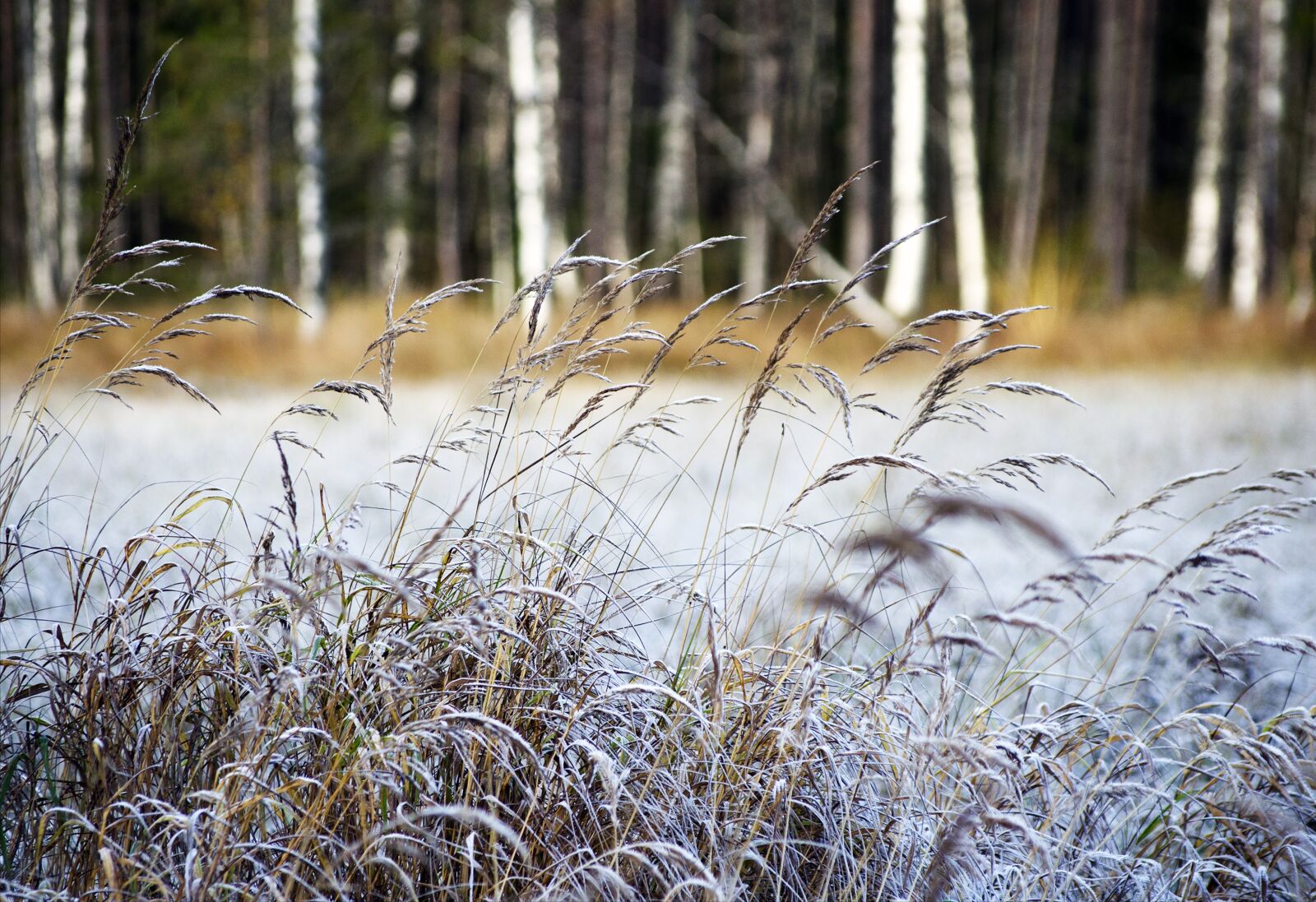 Nikon D7000 sample photo. Hay, autumn, nature photography