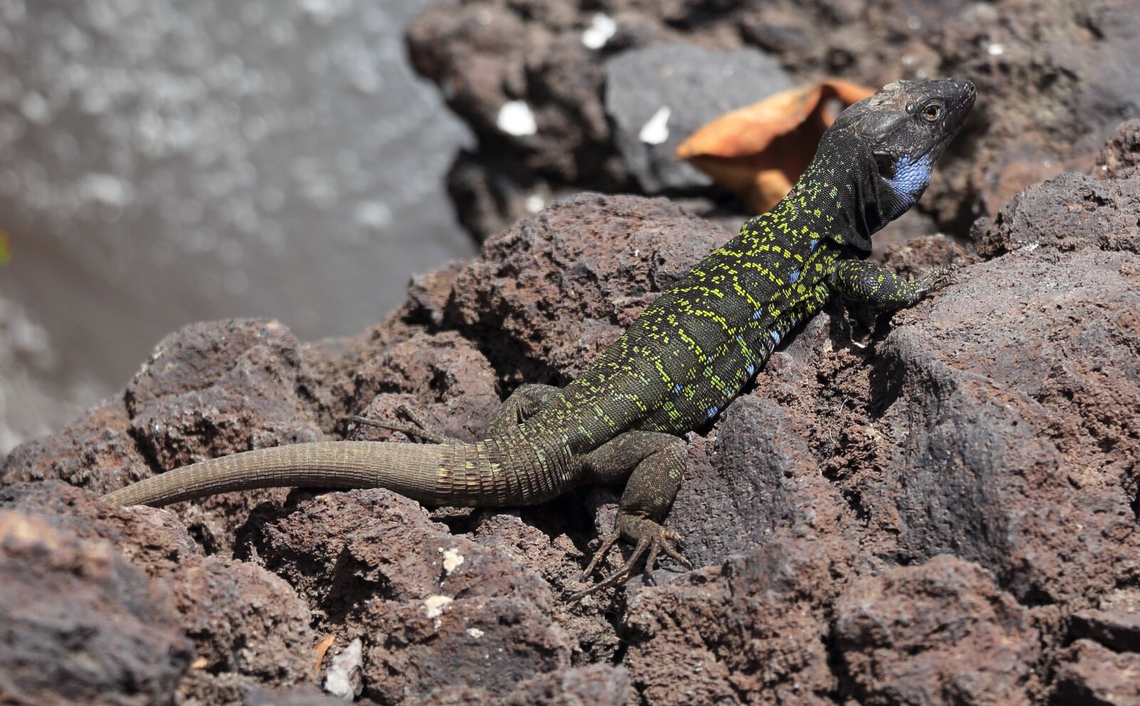 Canon EOS 650D (EOS Rebel T4i / EOS Kiss X6i) sample photo. Lizard, gecko, reptile photography