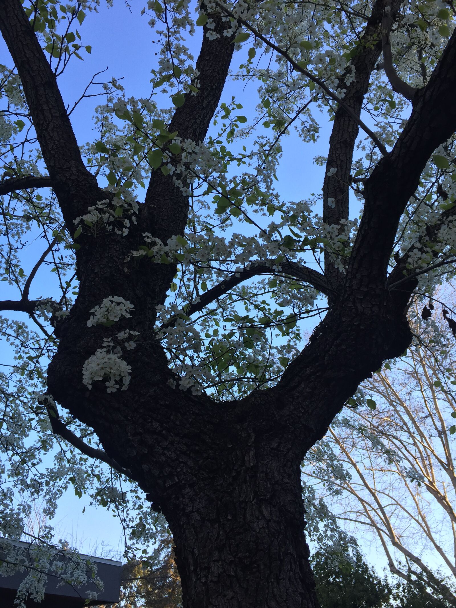Apple iPhone 6 + iPhone 6 back camera 4.15mm f/2.2 sample photo. Tree, blossoms, branch photography