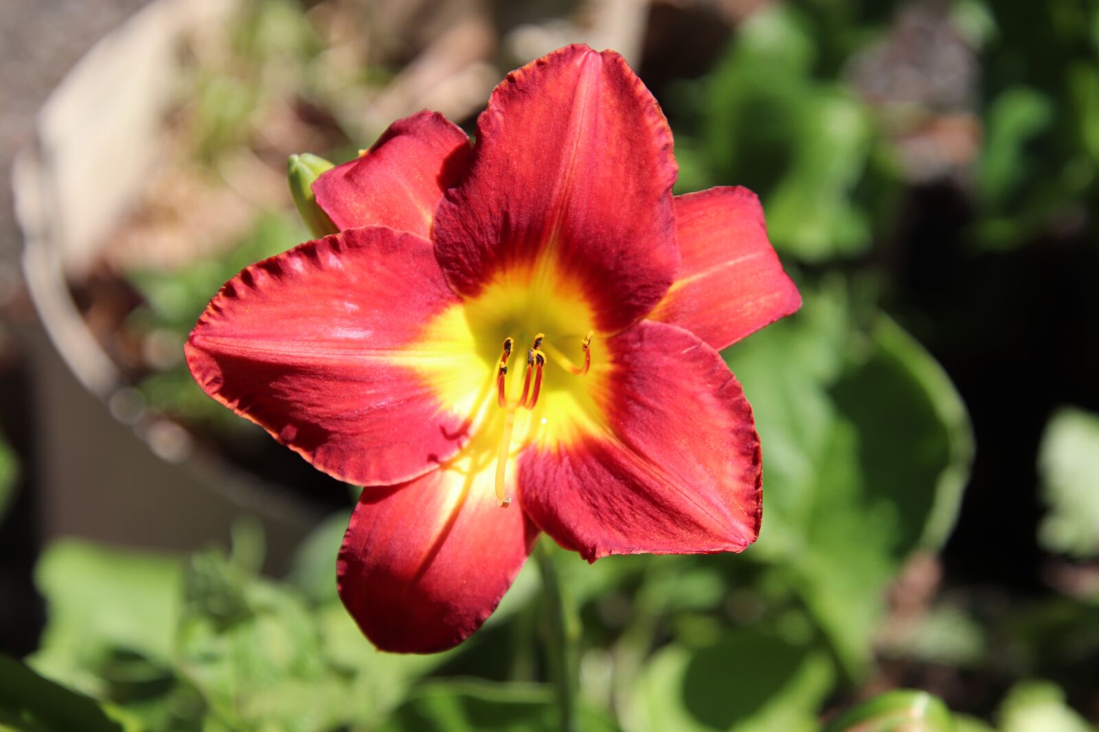 Canon EOS 800D (EOS Rebel T7i / EOS Kiss X9i) sample photo. Daylilies, flowers, plants photography