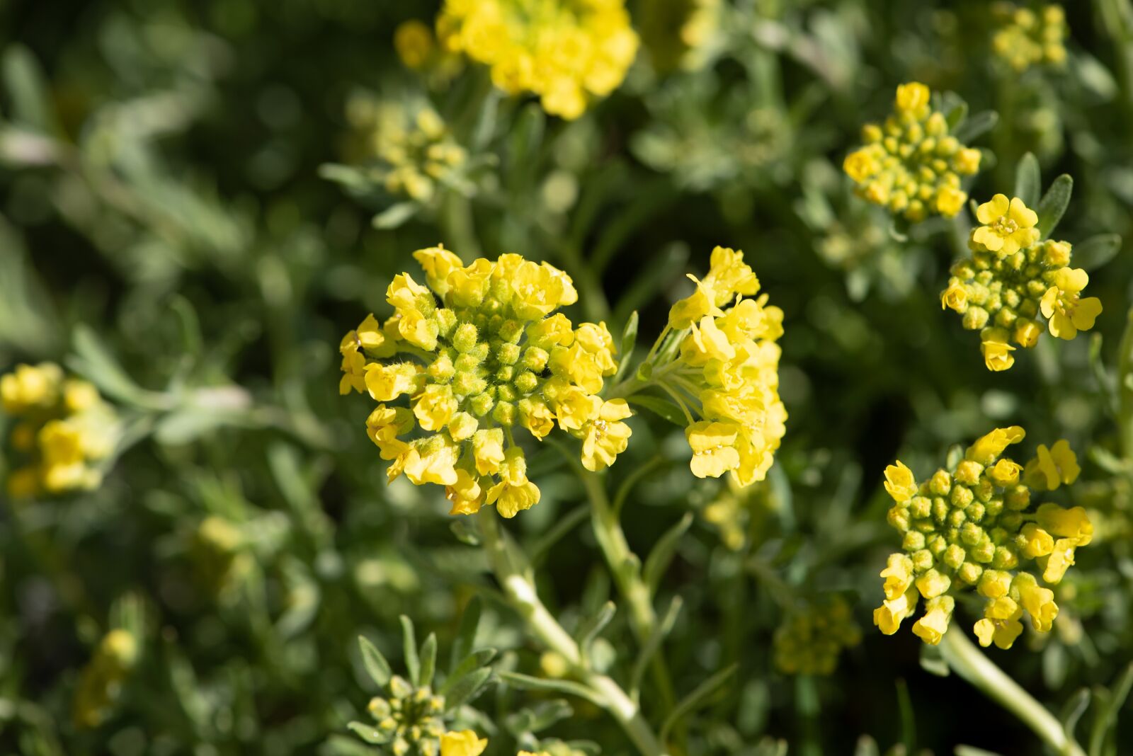 Nikon D750 sample photo. Flowers, yellow, plant photography