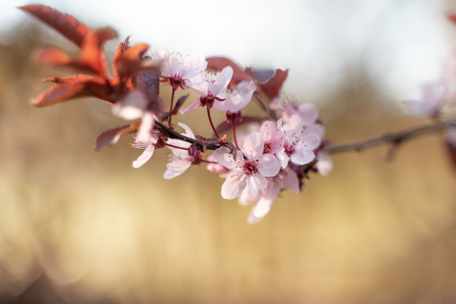 Sony a7 III sample photo. Blossom, bloom, cherry blossom photography