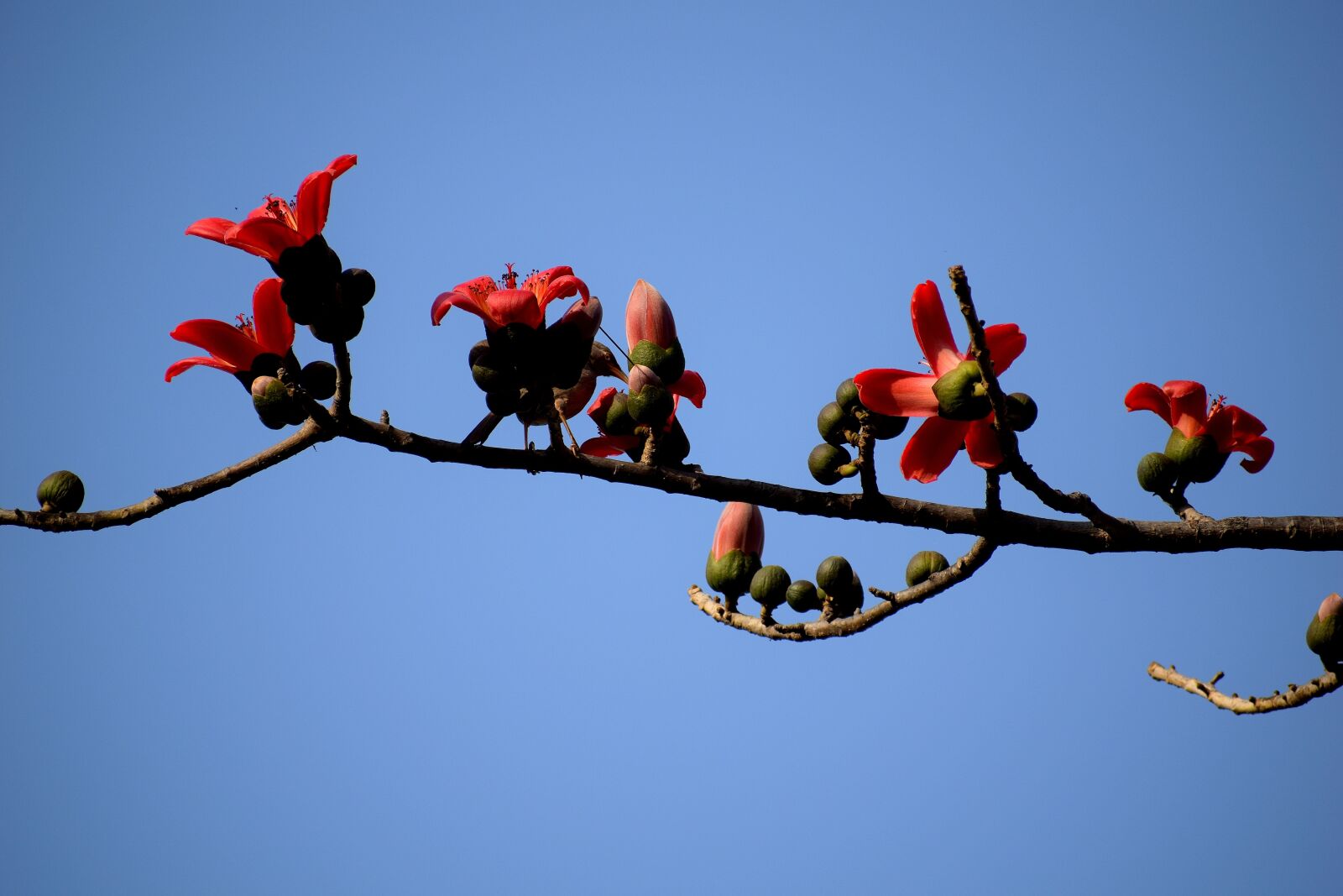Nikon D3300 sample photo. Branch, tree, flower photography