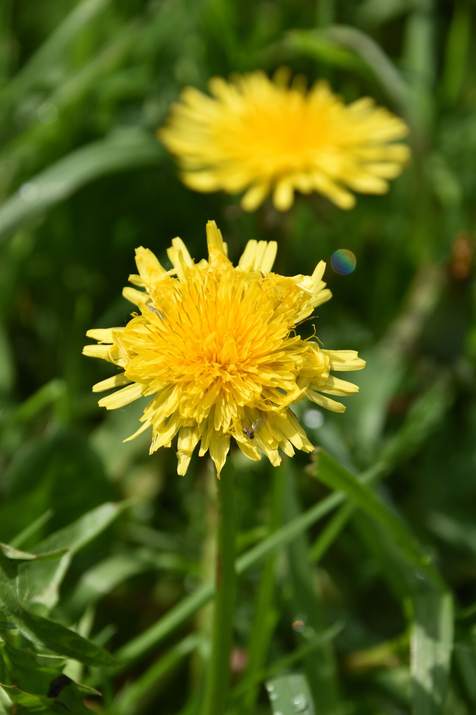 Nikon D5600 sample photo. Flower, dandelion, yellow flower photography