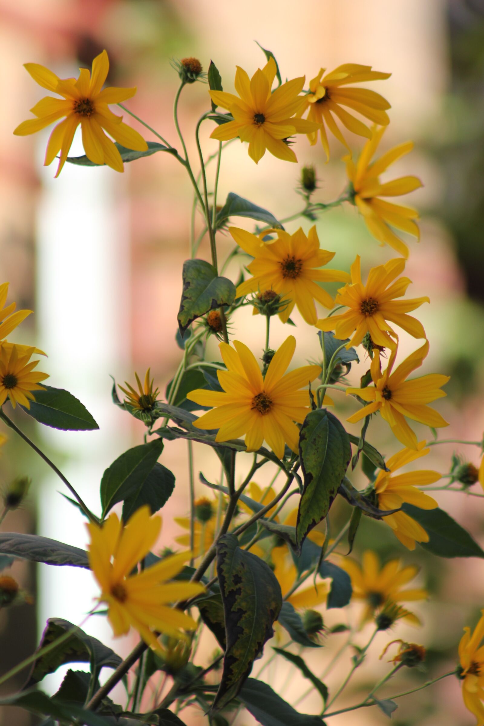 Canon EOS 550D (EOS Rebel T2i / EOS Kiss X4) sample photo. Sunflower, flower, summer photography