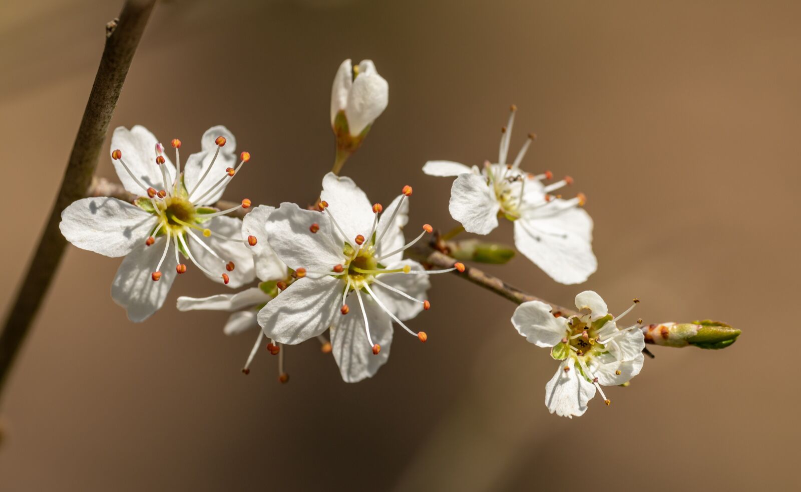 Nikon D850 sample photo. Flowers, whites, cherries photography