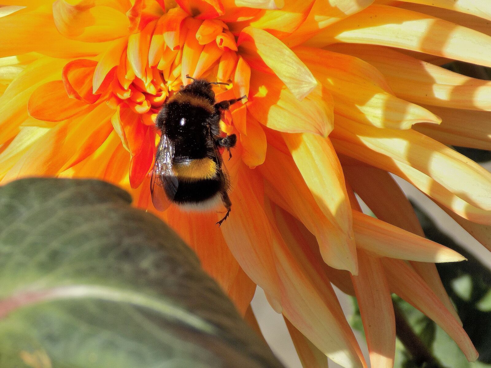 Nikon COOLPIX L330 sample photo. Dahlia, bumblebee, nature photography