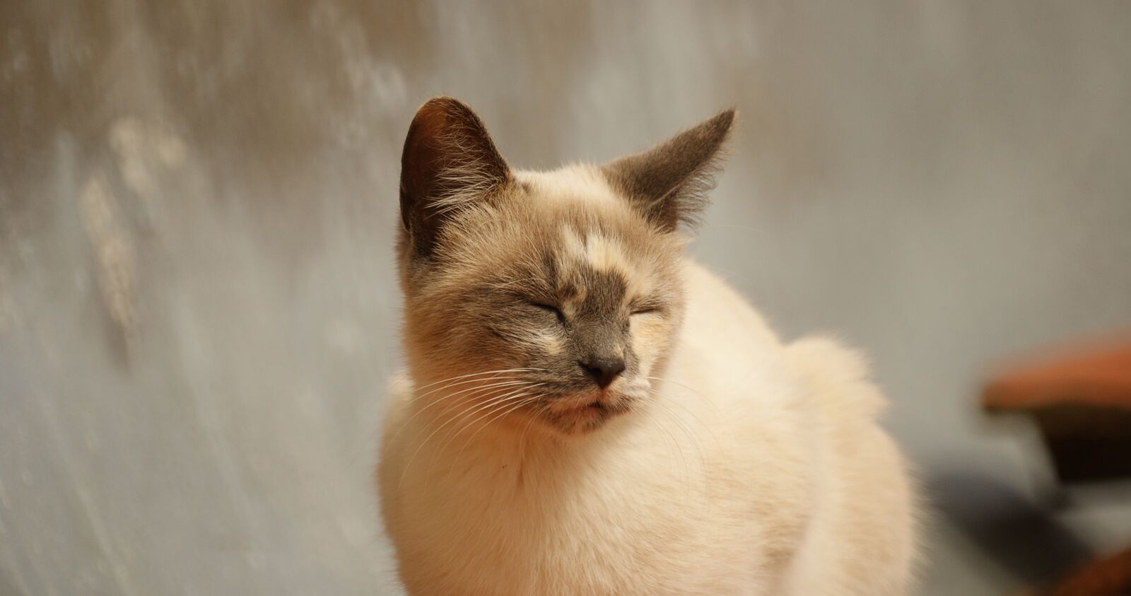 Sony Alpha DSLR-A390 sample photo. Image, fauna, cat photography