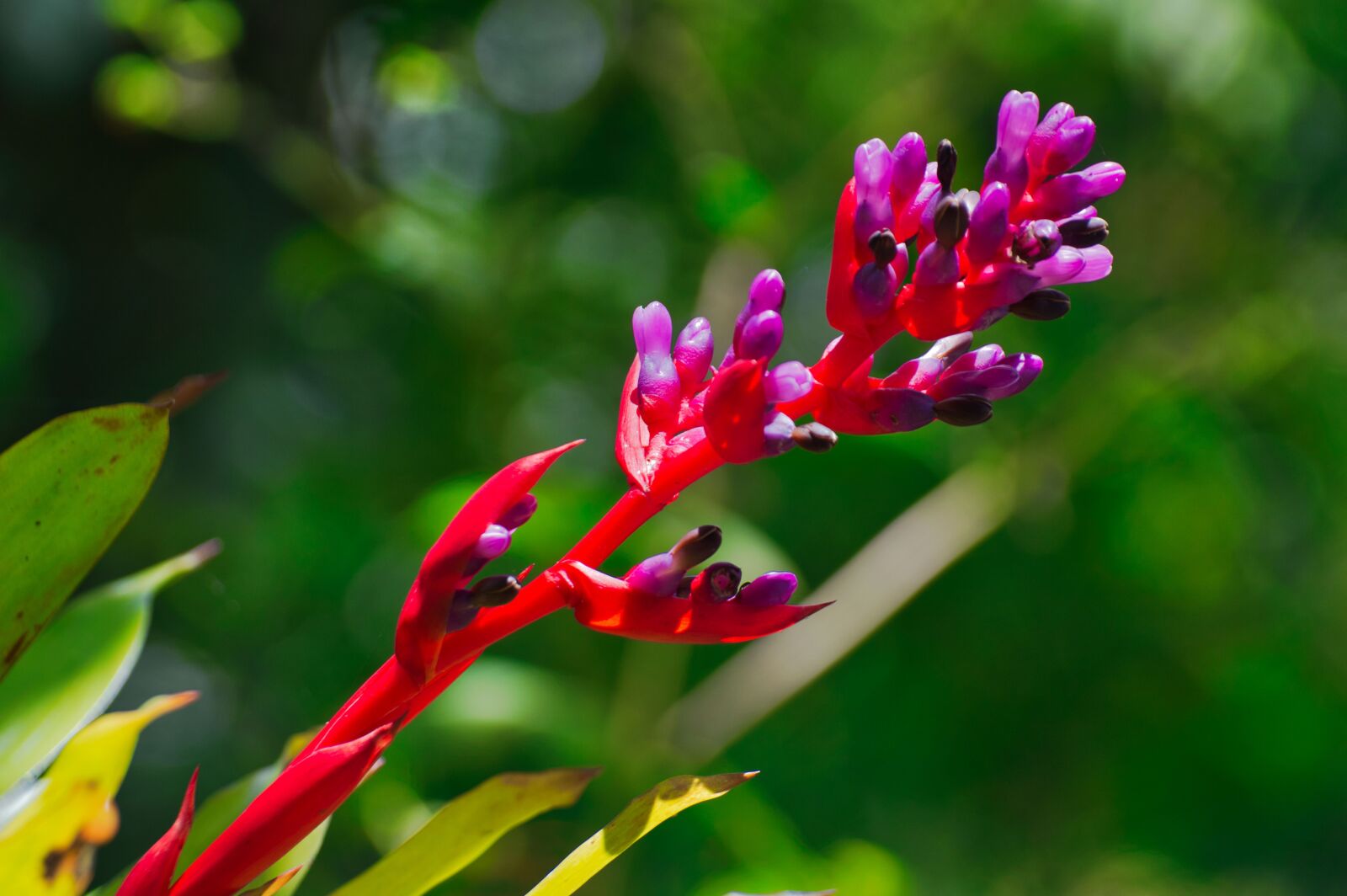 Nikon D3200 sample photo. Cartago, costa rica, flower photography
