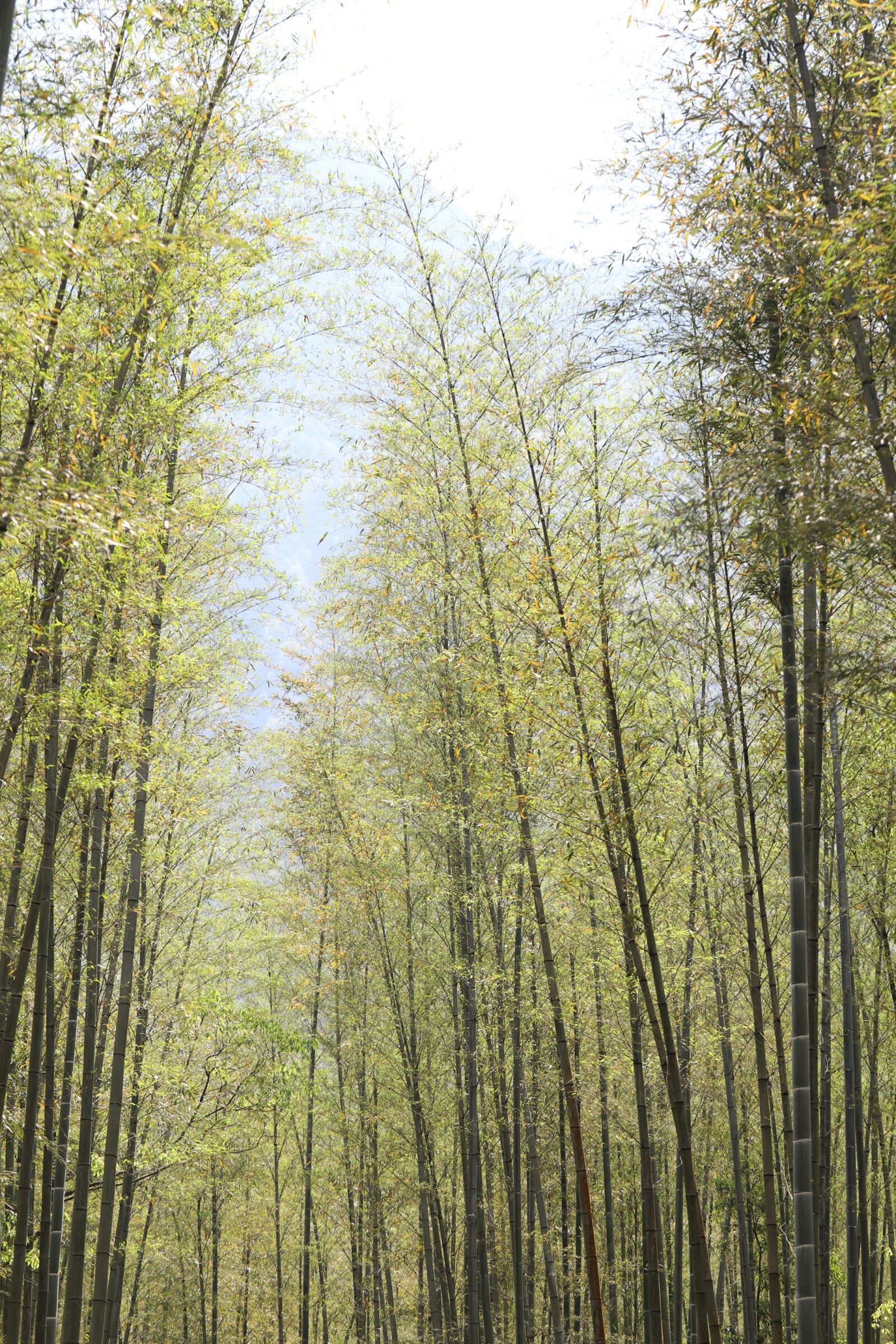 Canon EOS 6D Mark II sample photo. Bamboo, the mountains photography