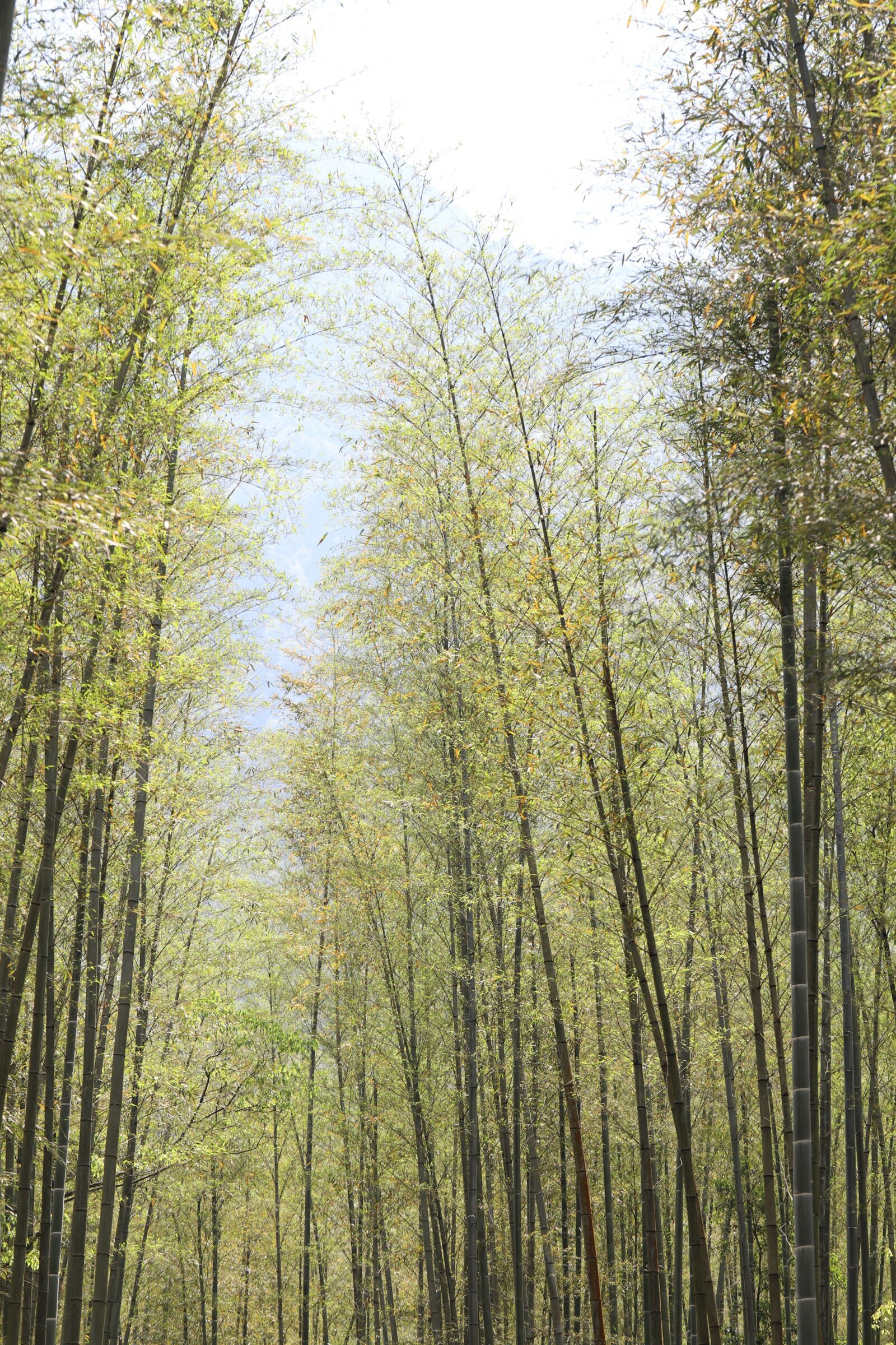 Canon EOS 6D Mark II + Canon EF 100mm F2.8L Macro IS USM sample photo. Bamboo, the mountains photography