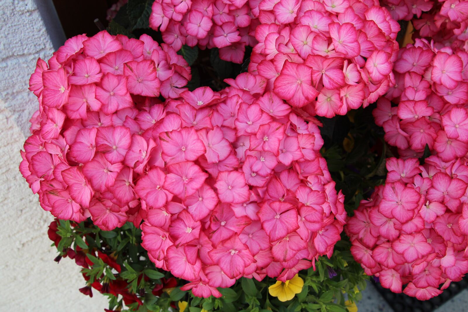 Canon EOS 600D (Rebel EOS T3i / EOS Kiss X5) sample photo. Bauer hydrangea, flower, flowers photography