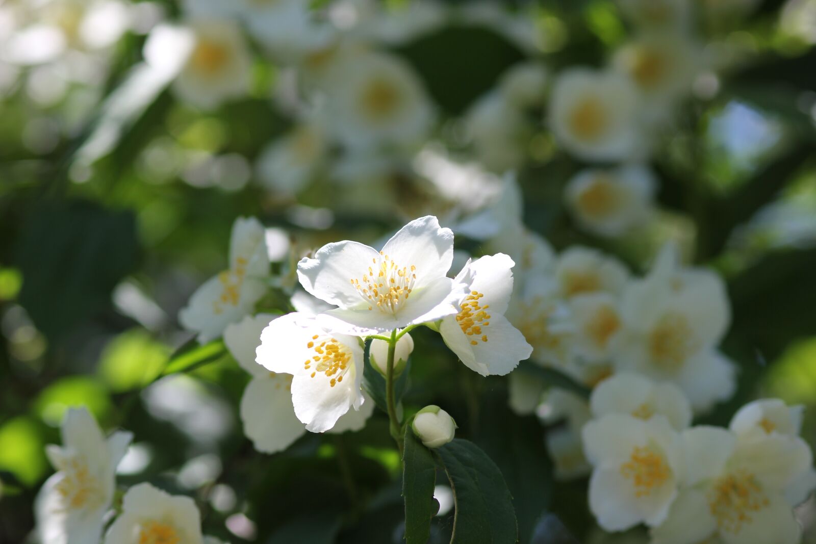 Canon EOS 550D (EOS Rebel T2i / EOS Kiss X4) sample photo. Jasmine, flower, spring photography