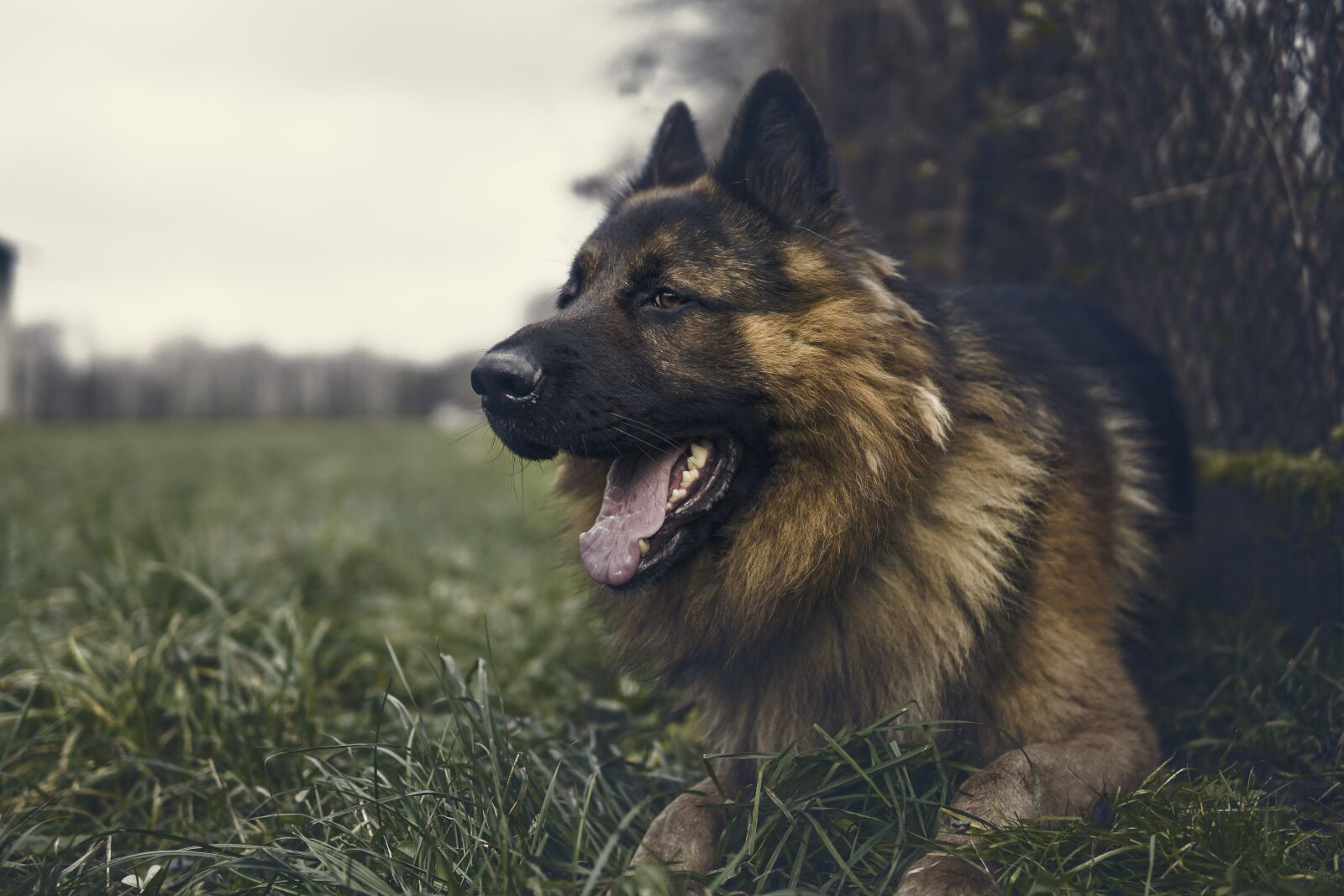 Sony a6500 sample photo. German shepherd, dog, grass photography