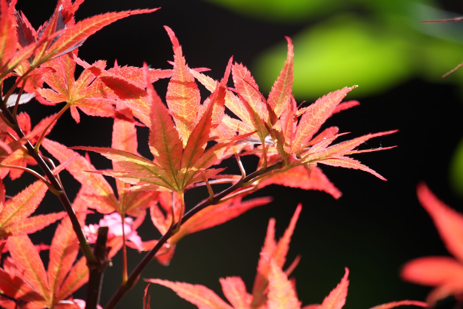 Canon EF-S 55-250mm F4-5.6 IS STM sample photo. Maple, summer, red leaves photography