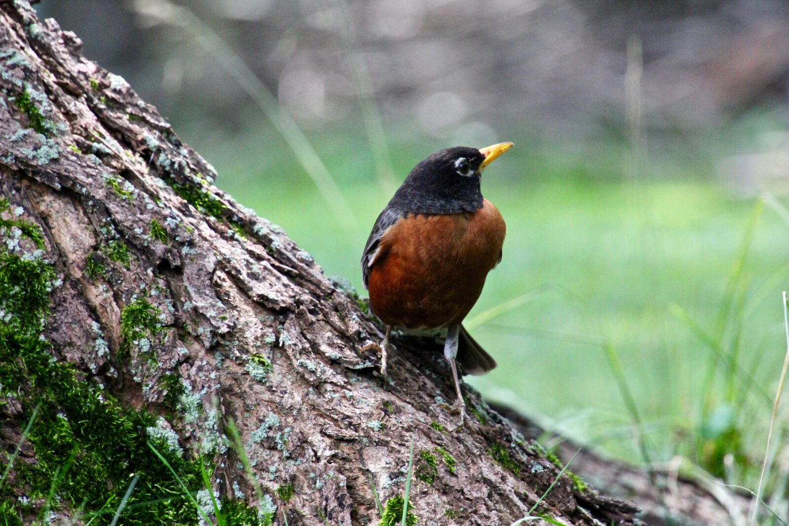 Canon EOS 550D (EOS Rebel T2i / EOS Kiss X4) sample photo. Robin, bird, nature photography