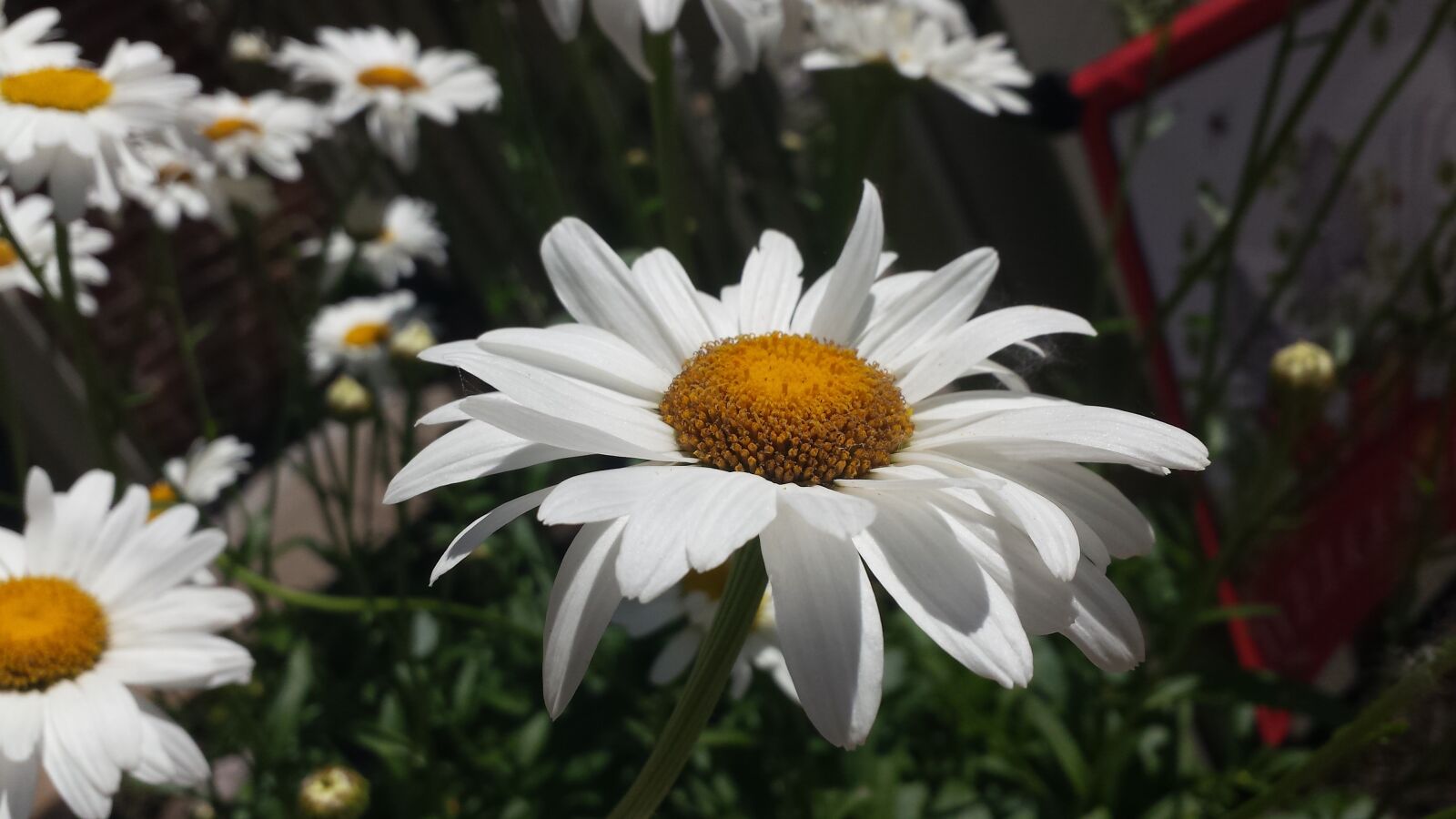 Samsung Galaxy S4 sample photo. Daisy, flower, white photography