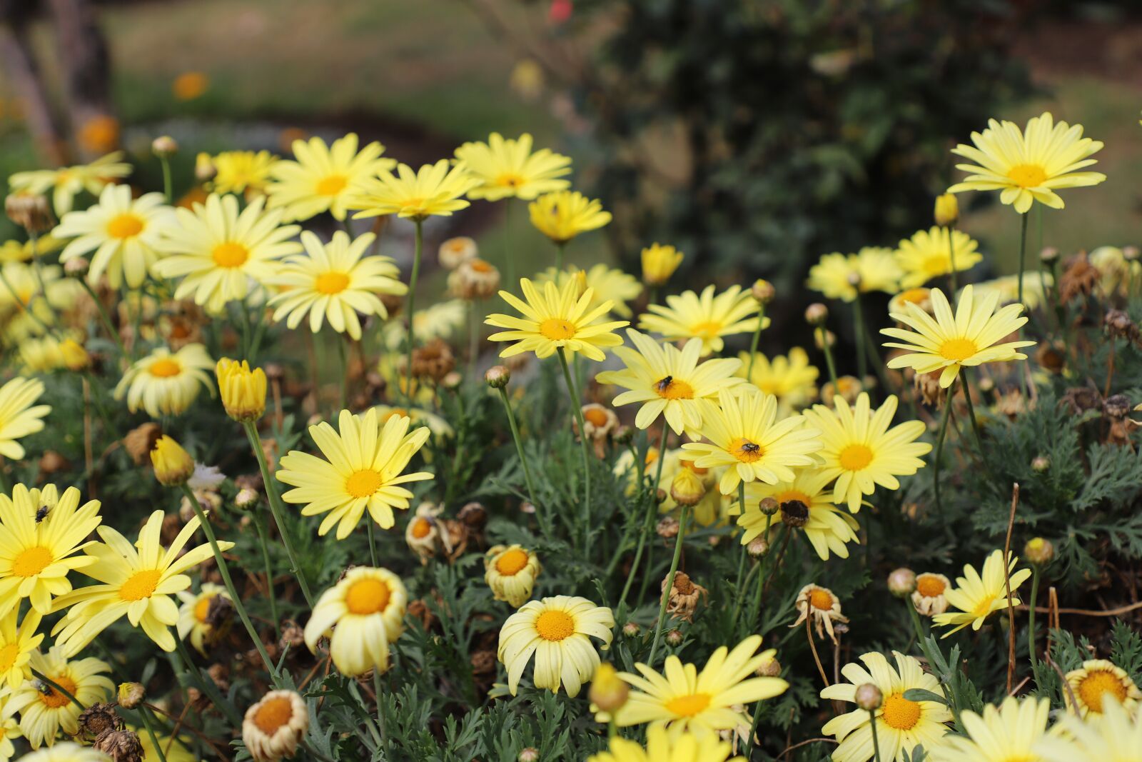 Canon EOS 6D Mark II sample photo. Margaritas, prado, flowers photography