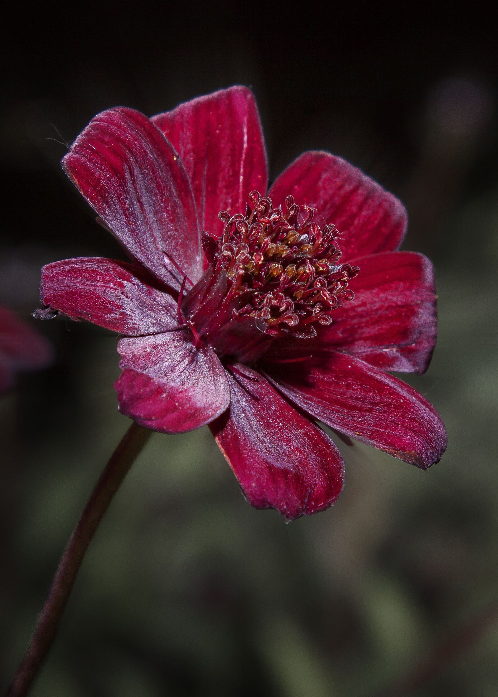 Canon EOS 50D + Canon EF 24-105mm F4L IS USM sample photo. Cosmea, chocolate flower, blossom photography