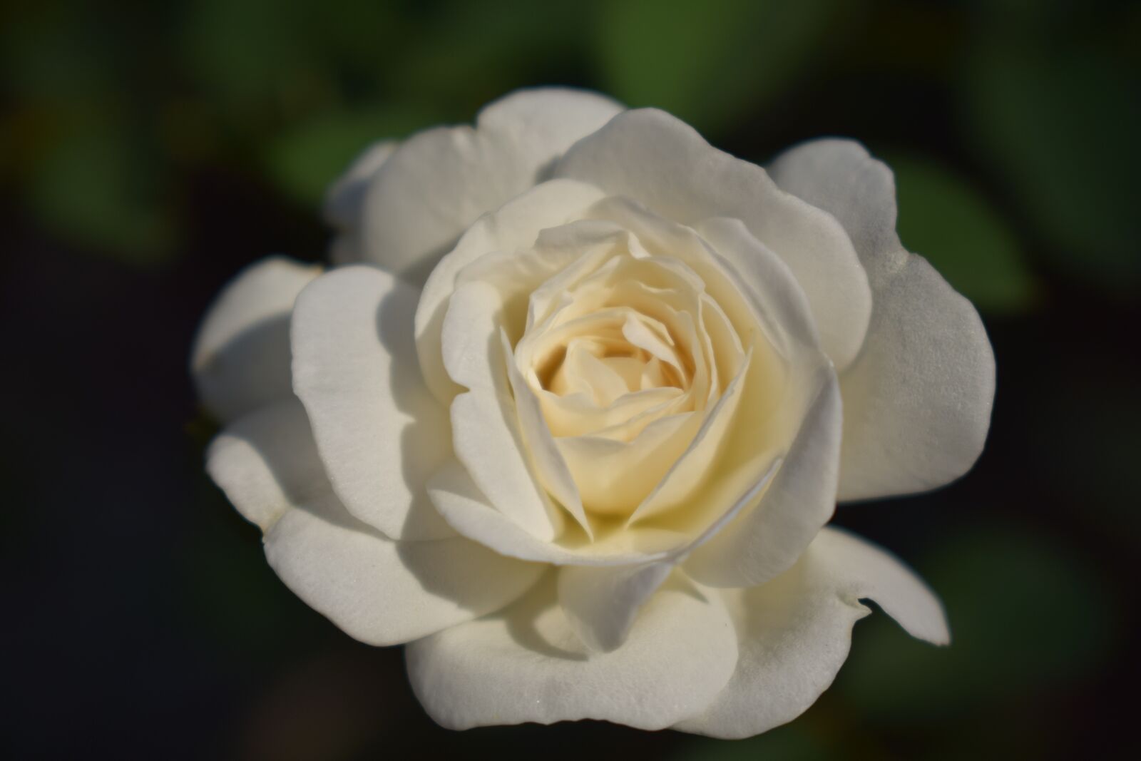 Nikon D3300 sample photo. White, rose, flower photography