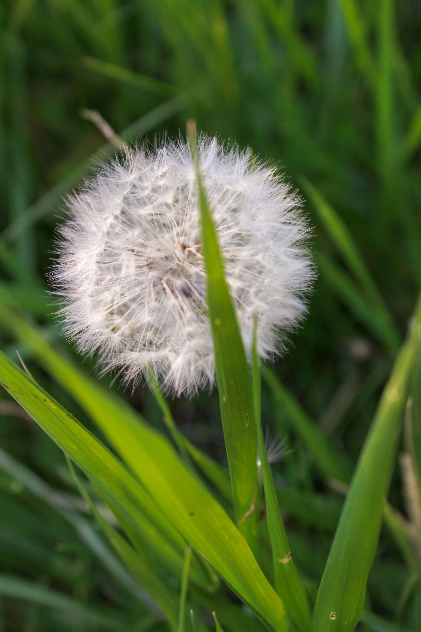 Canon EOS 700D (EOS Rebel T5i / EOS Kiss X7i) sample photo. Grass, dandelion, nature photography