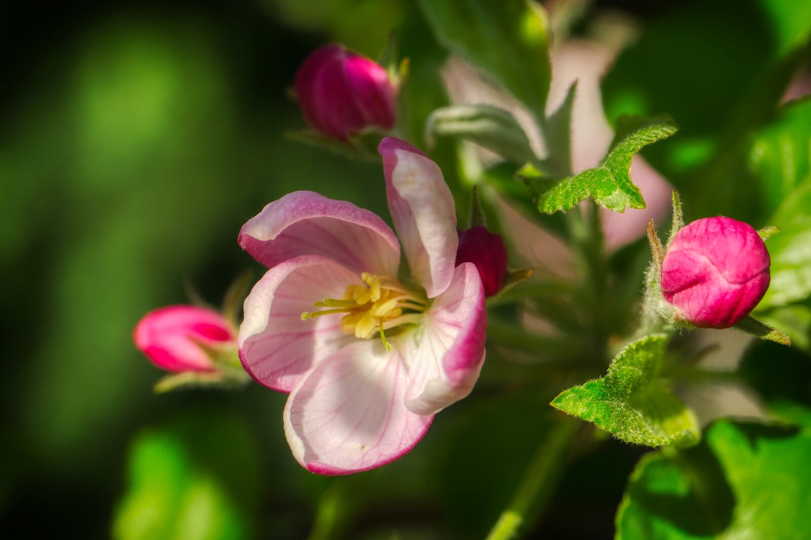 Panasonic Lumix DMC-GX8 sample photo. Apple blossom, bloom, spring photography