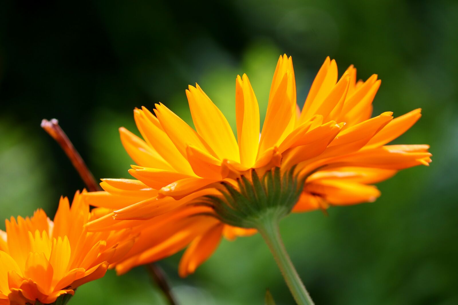 Canon EOS 200D (EOS Rebel SL2 / EOS Kiss X9) sample photo. Marigold, calendula suffruticosa, marigold photography