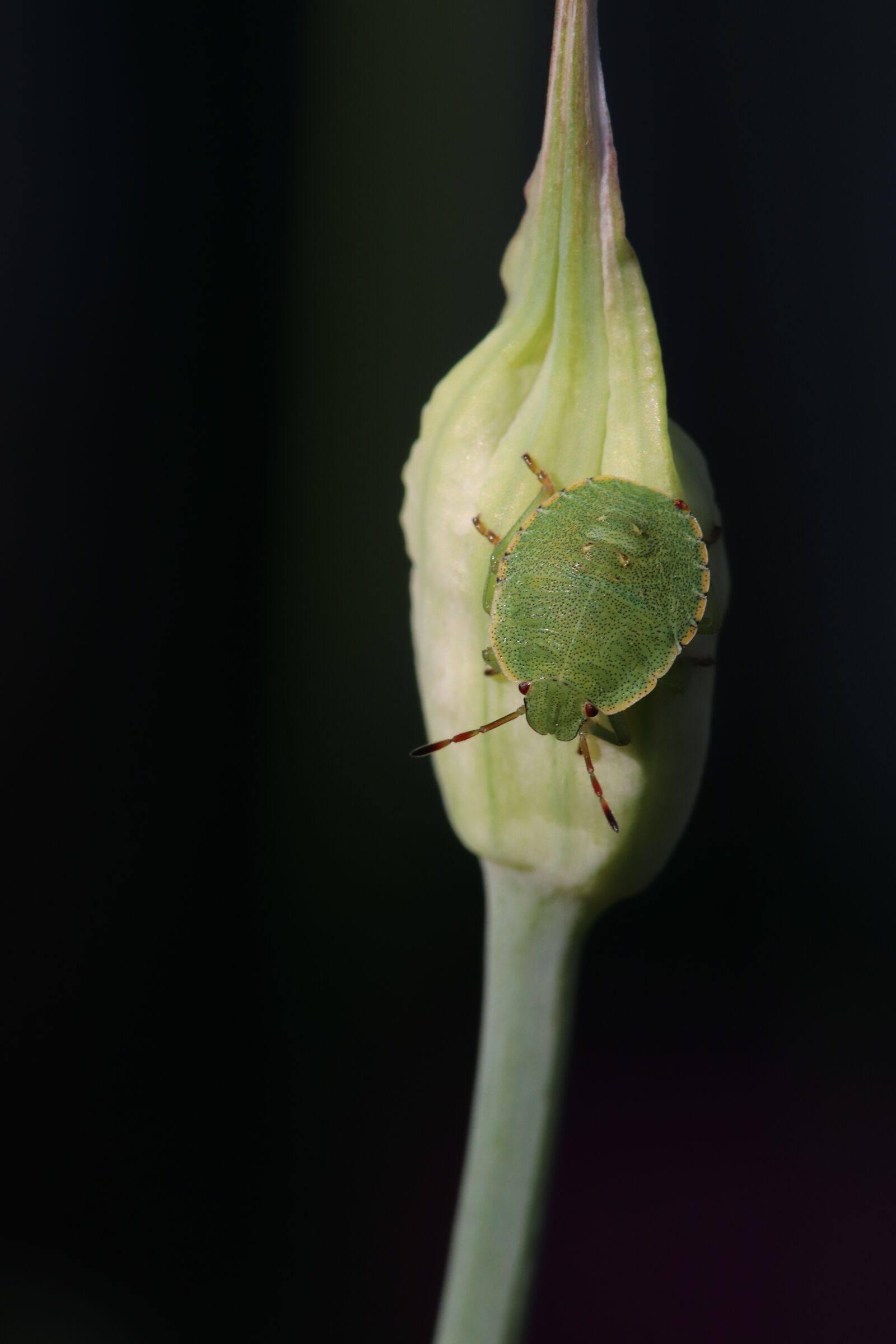 Canon EOS 800D (EOS Rebel T7i / EOS Kiss X9i) sample photo. Gr ne, stink bug photography