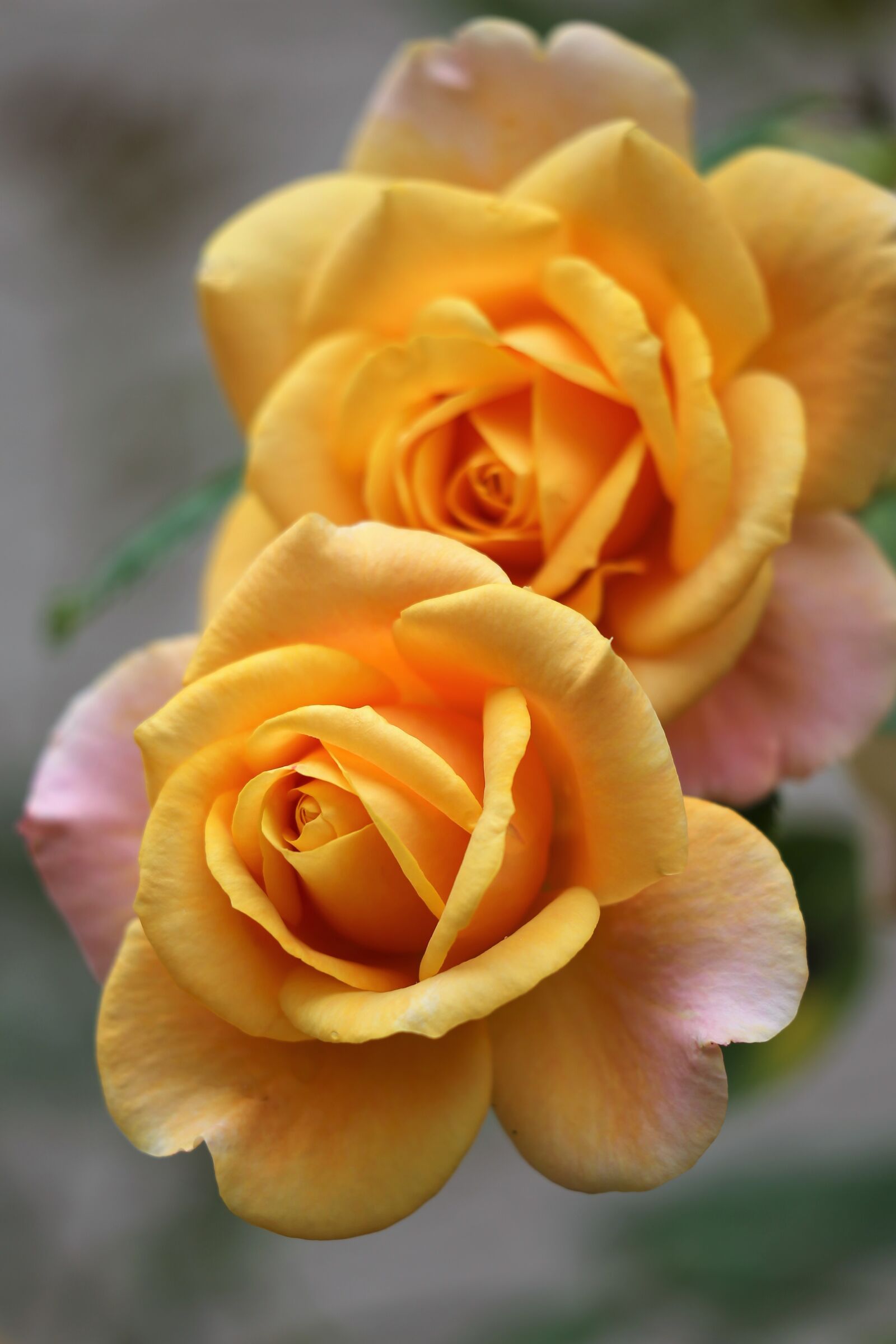 Canon EOS 6D + Canon EF 70-300 F4-5.6 IS II USM sample photo. Two roses golden medal photography