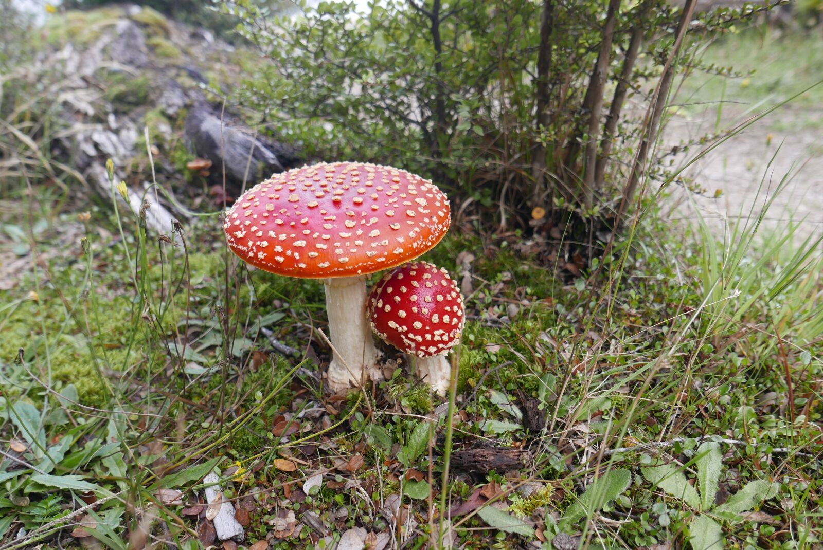 Leica D-Lux (Typ 109) sample photo. Fly agaric, mushrooms, forest photography