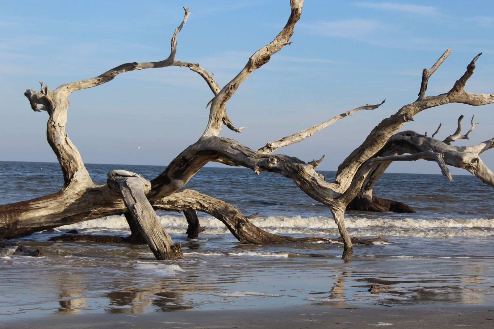 Canon EOS 1200D (EOS Rebel T5 / EOS Kiss X70 / EOS Hi) sample photo. Driftwood, beach, water photography