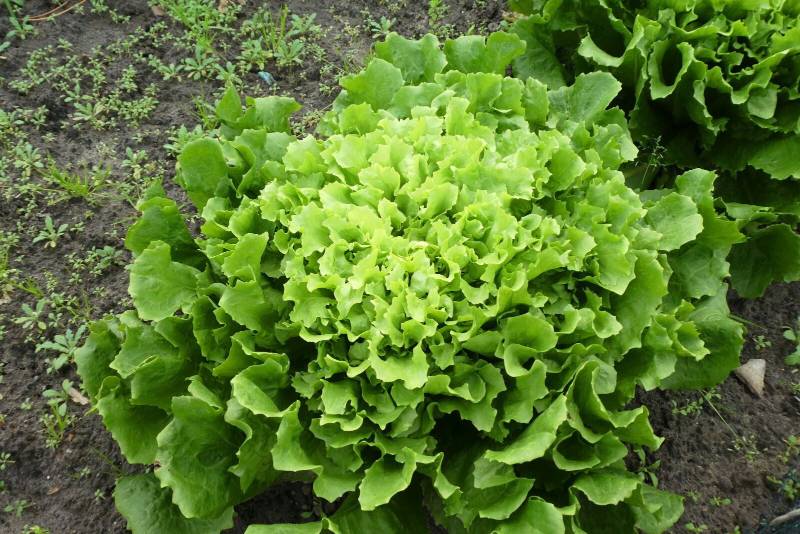 Panasonic Lumix DC-ZS70 (Lumix DC-TZ90) sample photo. Endive, vegetable, garden photography