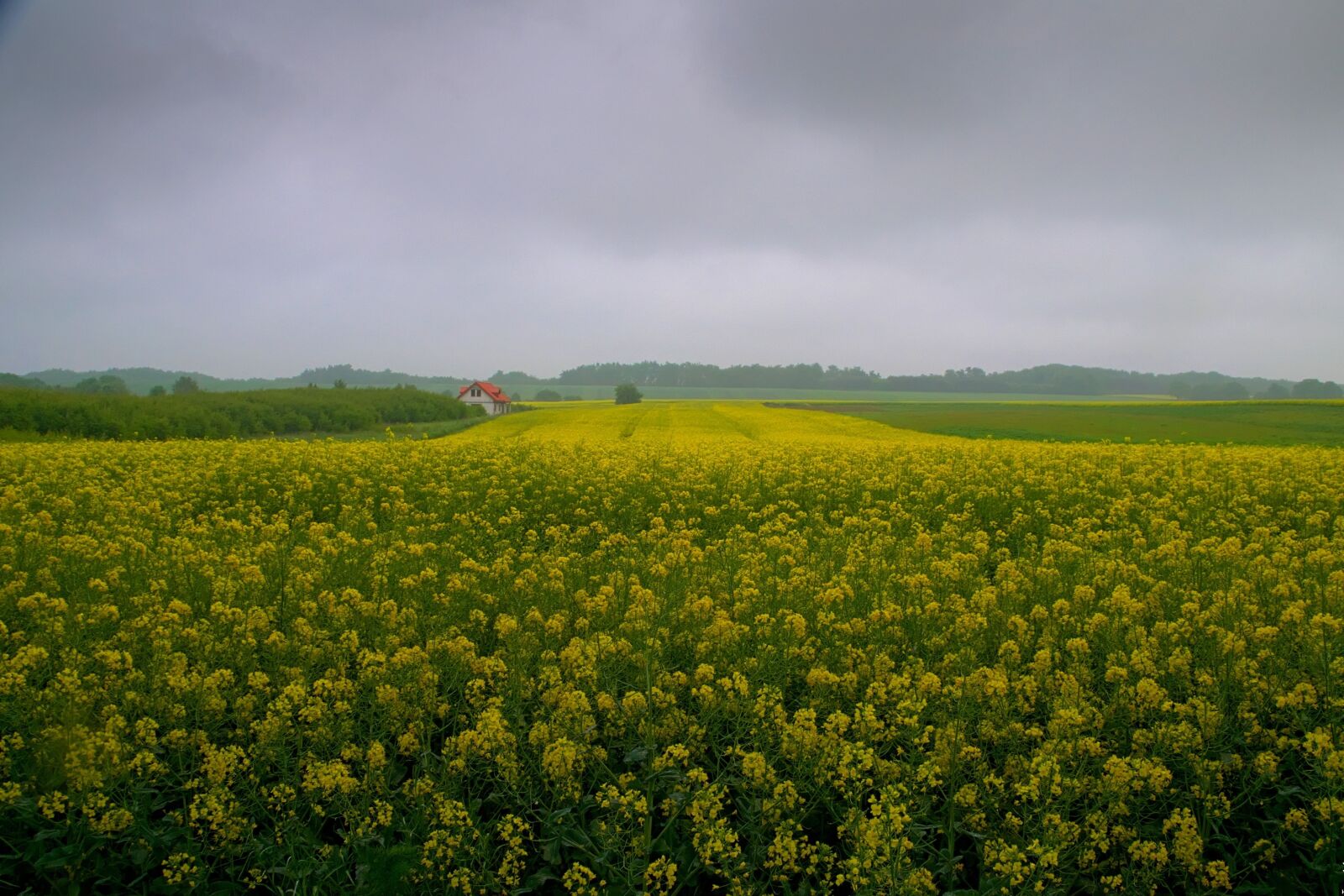 Nikon D3300 sample photo. Rapeseed, field, nature photography