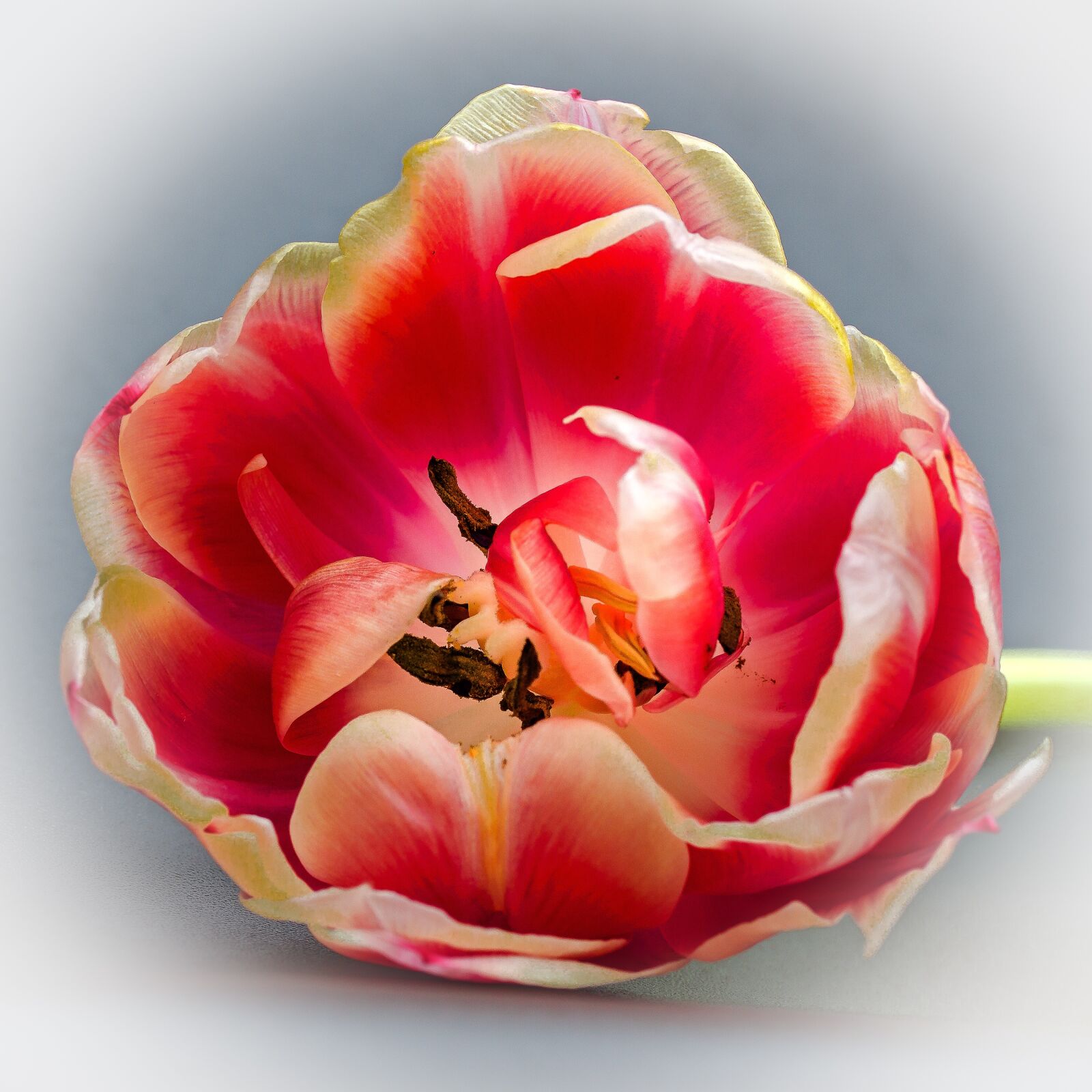 Canon EOS 7D + Canon EF-S 60mm F2.8 Macro USM sample photo. Tulip, tulip head, blossom photography