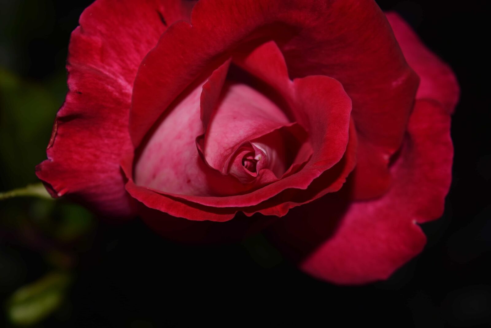 Nikon D3300 sample photo. Flora, leaf, nature, rose photography