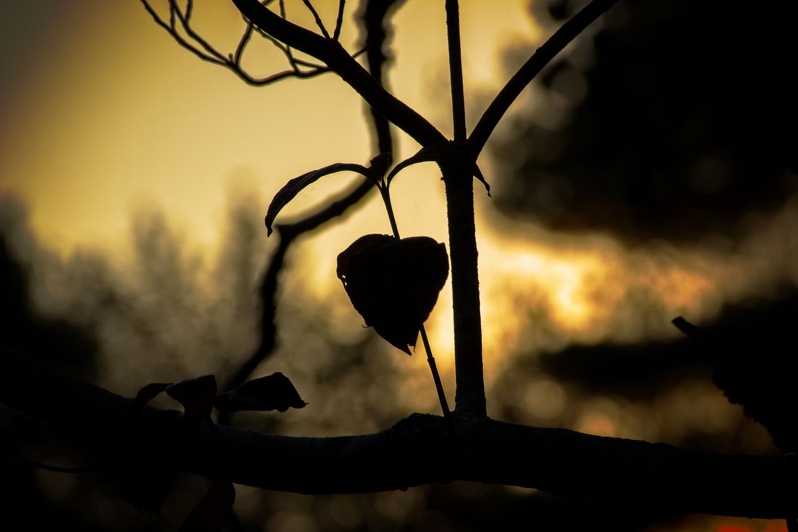 Canon EOS 600D (Rebel EOS T3i / EOS Kiss X5) sample photo. Heart, tree, love photography