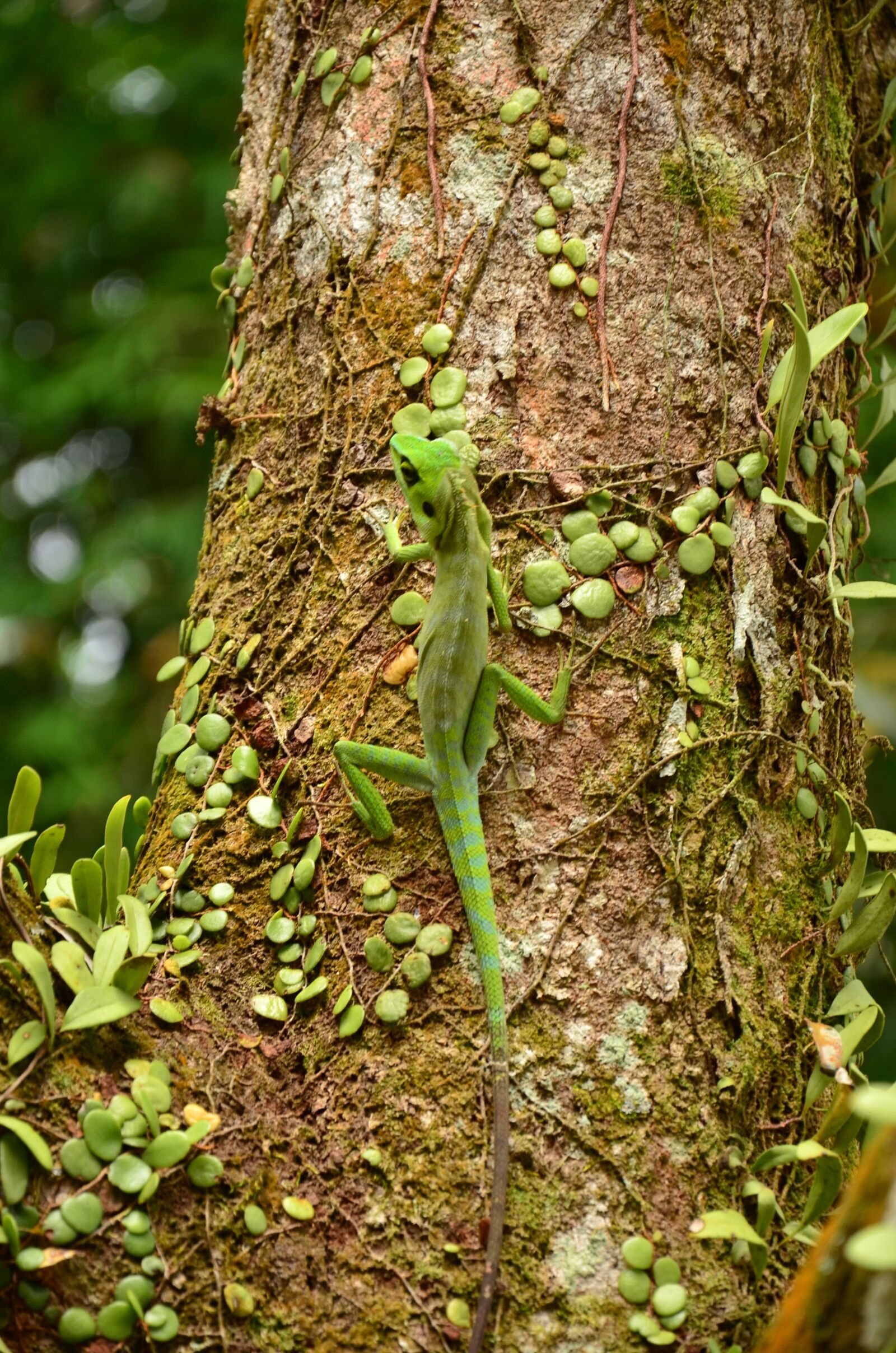 Nikon D7000 sample photo. Lizard, camouflage, reptile photography