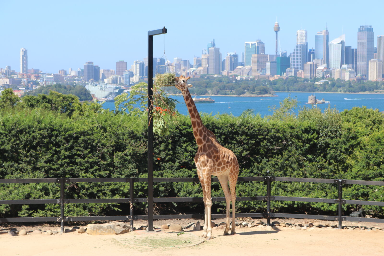 Canon EOS 80D sample photo. Giraffe, sydney, taronga, zoo photography