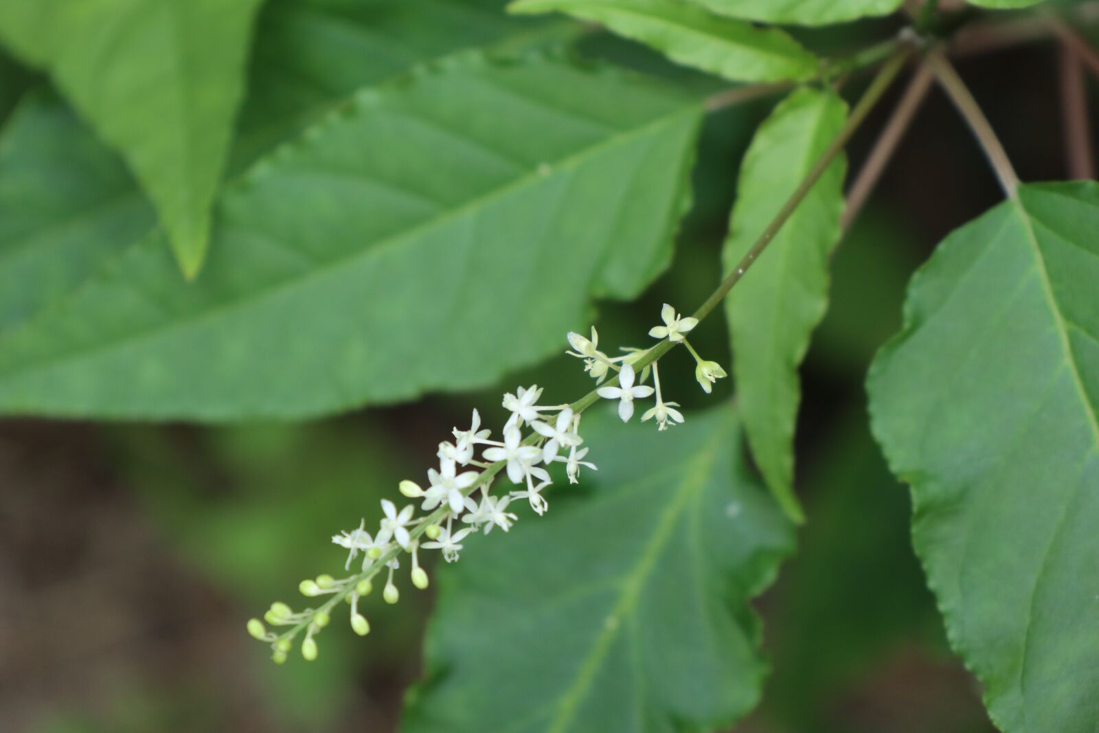 Canon EF-M 18-150mm F3.5-6.3 IS STM sample photo. Red pearl flower, forest photography