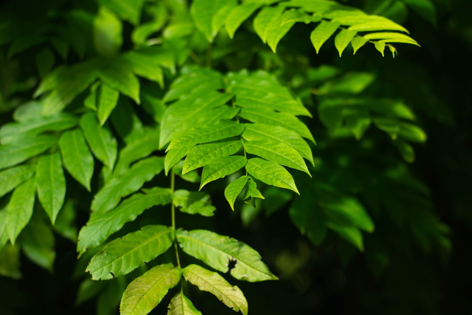 Nikon D7200 sample photo. City, park, green photography