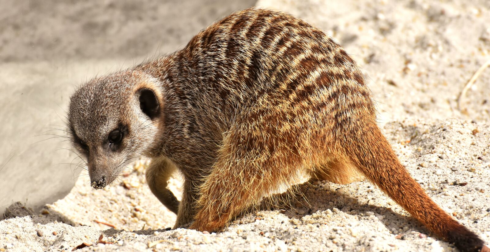 Nikon D7200 sample photo. Meerkat, animal, nature photography