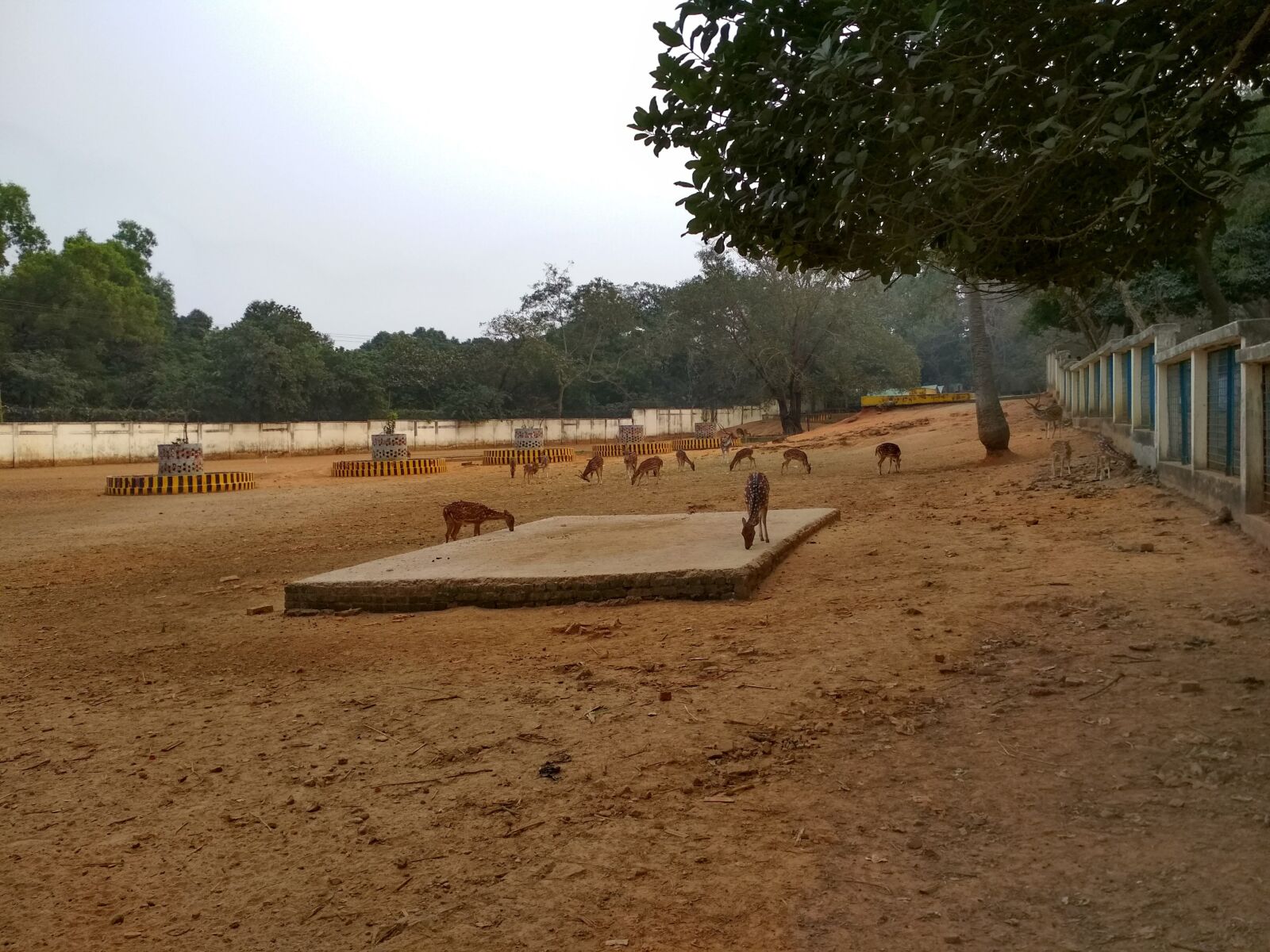 Xiaomi Redmi 4X sample photo. Zoo, animal, dear photography