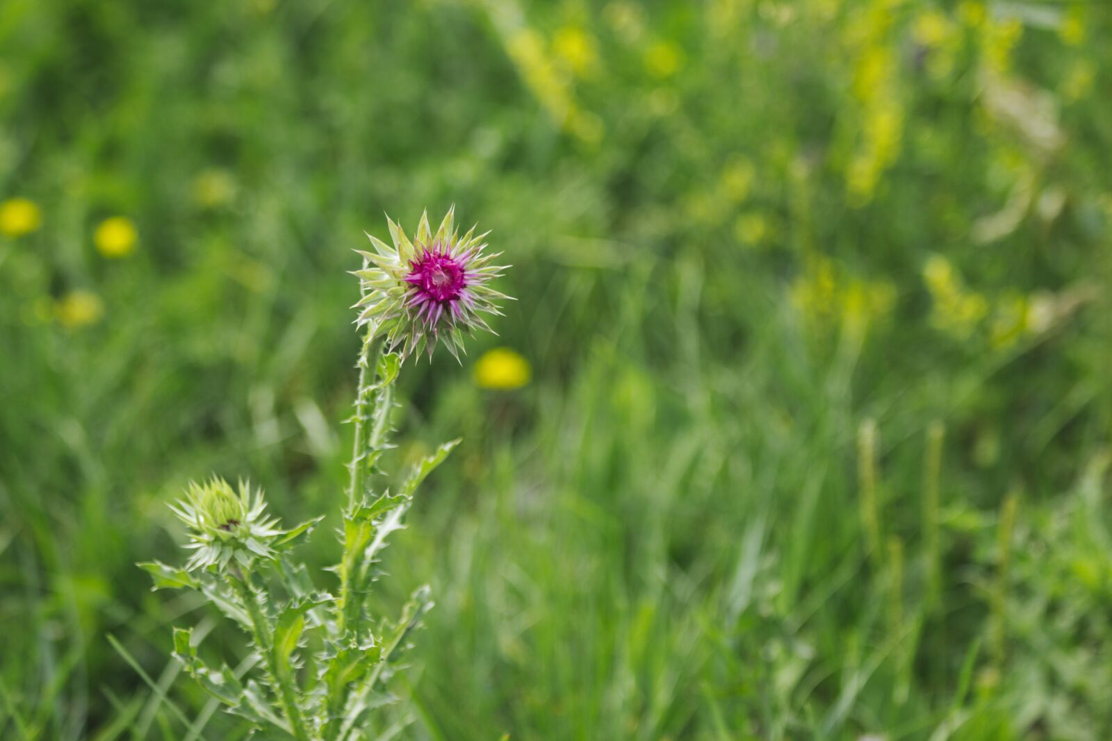 Canon EF 70-300mm F4-5.6 IS USM sample photo. Thistle, flora, summer photography