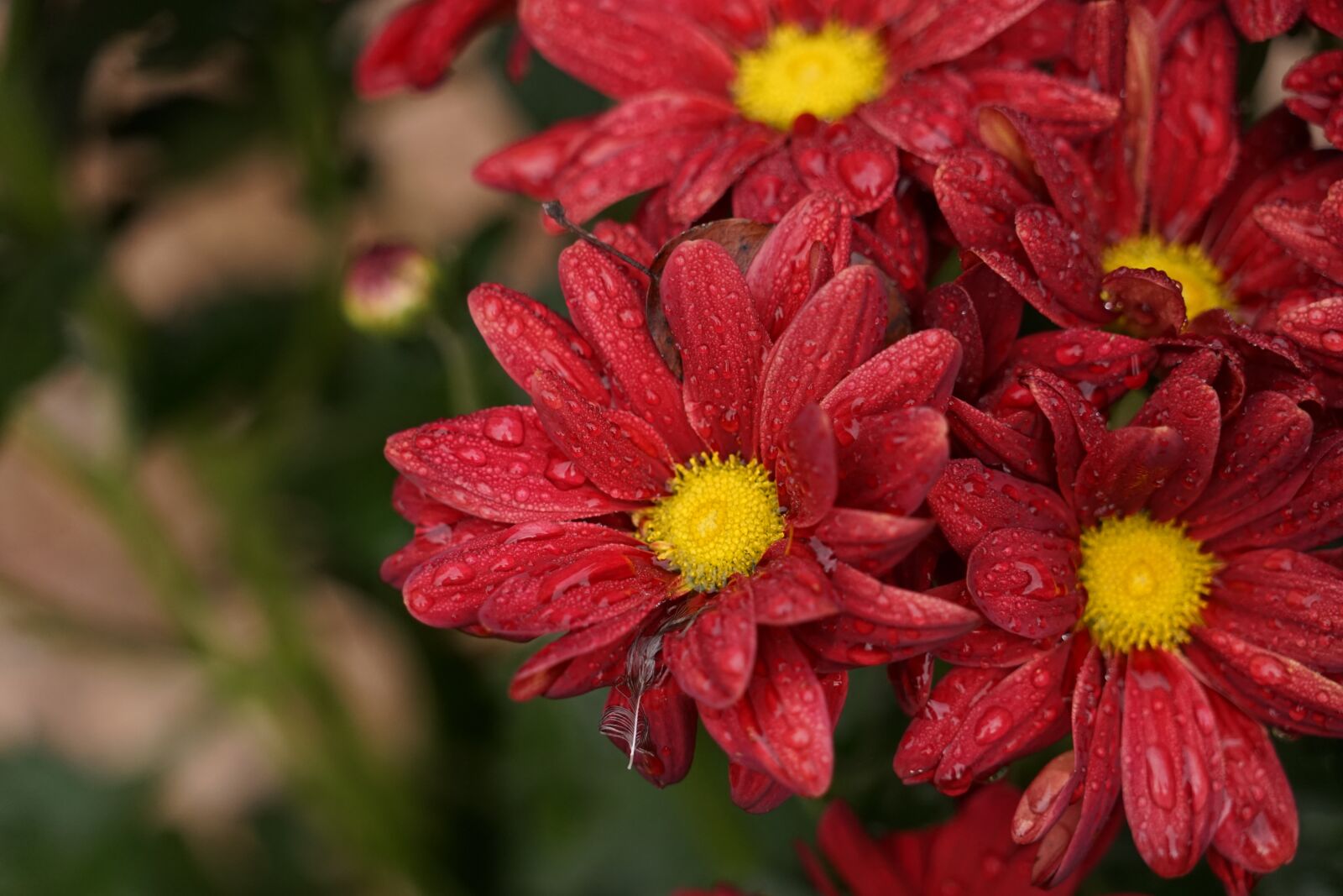 Sony a7 + Sony FE 24-240mm F3.5-6.3 OSS sample photo. Flowers, raindrop, close up photography