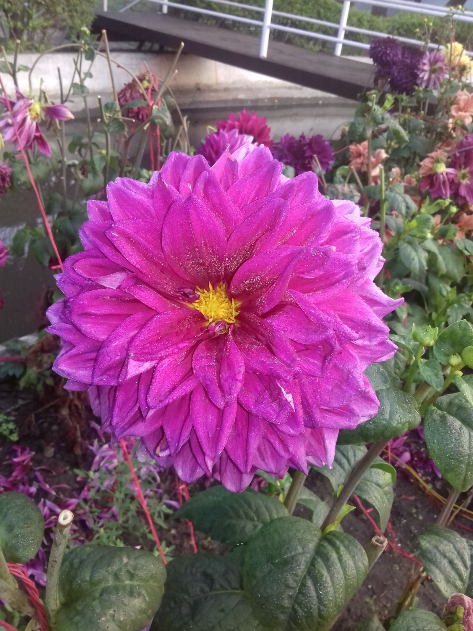 Samsung Galaxy J3(2016) sample photo. Flower, sunflower, beautiful flower photography