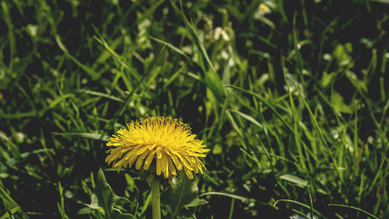 24-70mm F2.8-2.8 SSM sample photo. Dandelion, grass, nature photography