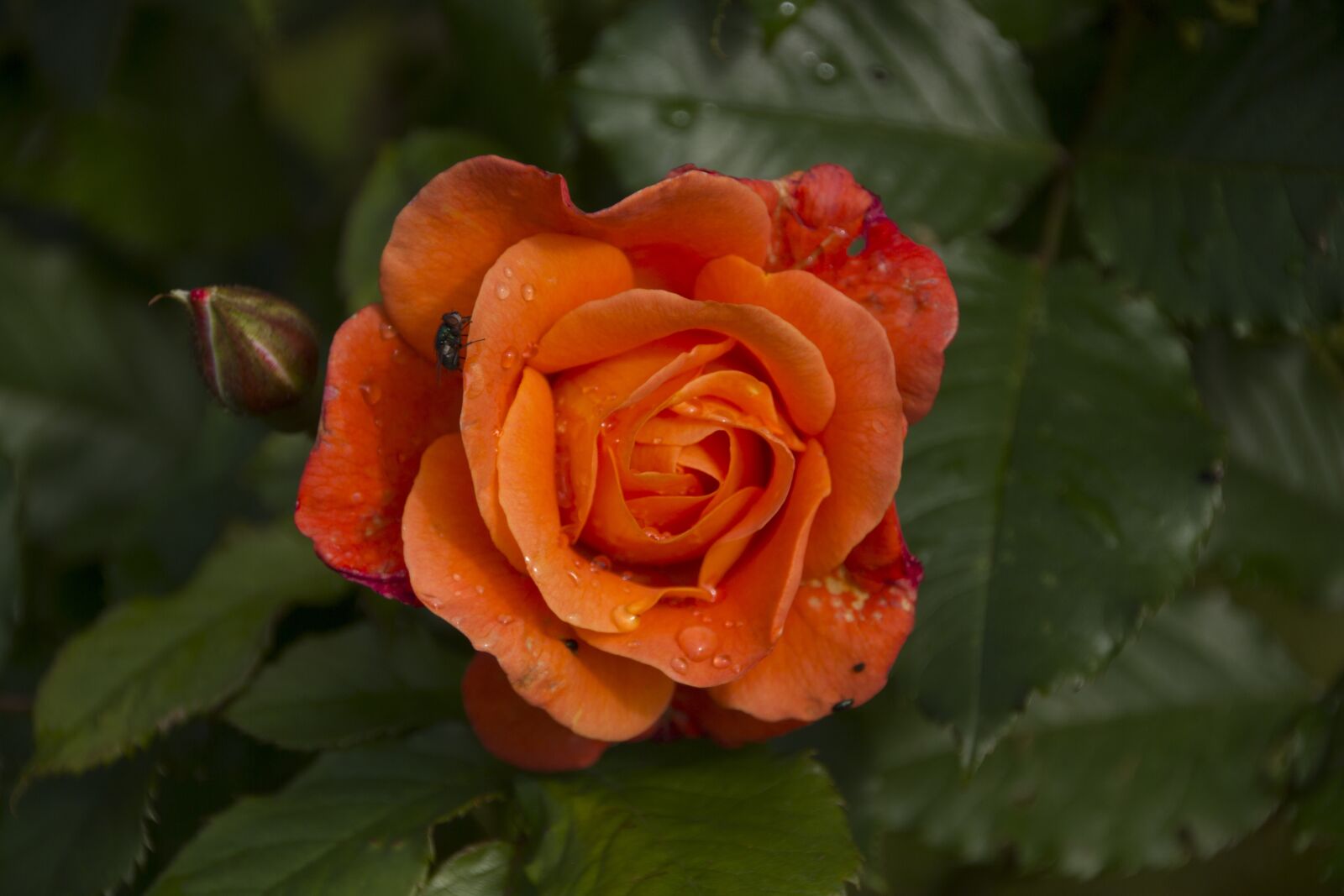 Canon EOS 60D sample photo. Rose, flower, blossom photography